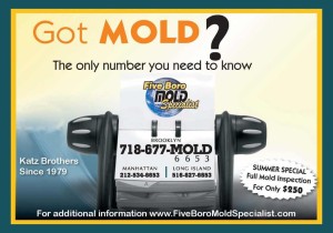 NYC mold removal services