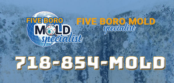 five boro mold specialist