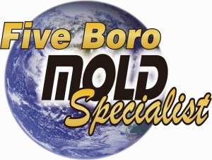 five boro mold specialist