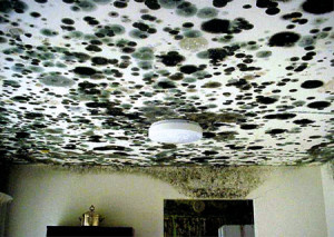 MOLD GROWING ON CEILING