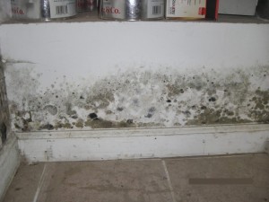mold inspection services nyc