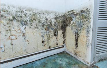 Brooklyn Mold Removal, Mold Testing Brooklyn, Mold Inspection NYC, quality mold testing queens ny, M