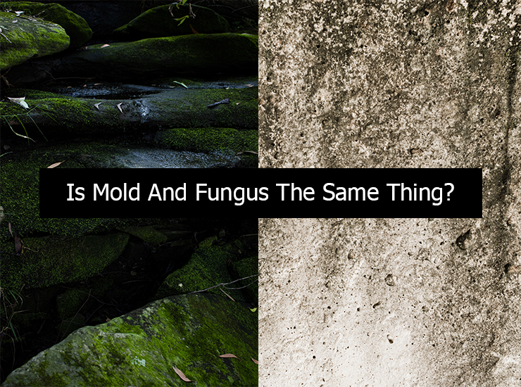 Is Mold And Fungus The Same Thing?
